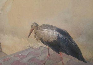 تحویل 3 قطعه لک لک زخمی به اداره محیط زیست