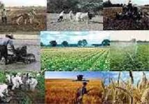 کشت برنج در کدام استان ها مقرون به صرفه است؟/تیزی تیغ کاکتوسهای وارداتی در دستان تولید کنندگان داخلی