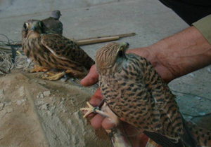 دستگیری شکارچی متخلف پرندگان شکاری در گلپایگان