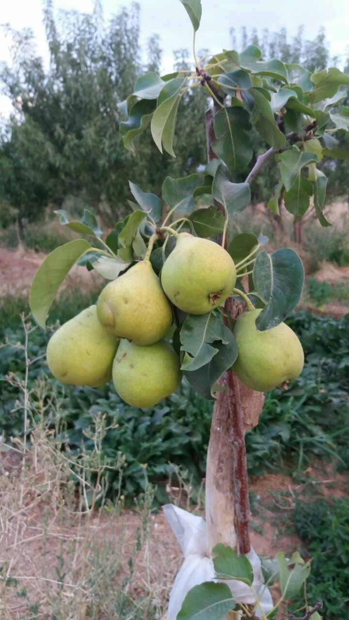درختی که زود به بار نشست