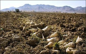 آغاز برداشت چغندر قند در آذربایجان غربی