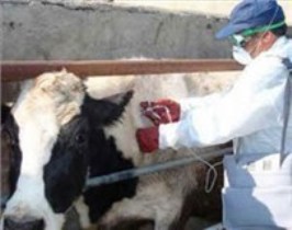شهرستان خوسف در انتظار تأمین واکسن رایگان تب برفکی