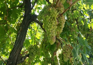 برگزاری بزرگترین و عجیب ترین مسابقه خوشه انگور در چهارمین جشنواره انگور