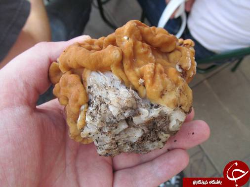 شکل عجیب خطرناک ترین &laquo; قارچ&raquo; دنیا+عکس