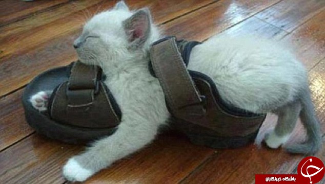 وقتی گربه ای کفش ببیند