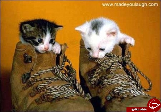 وقتی گربه ای کفش ببیند