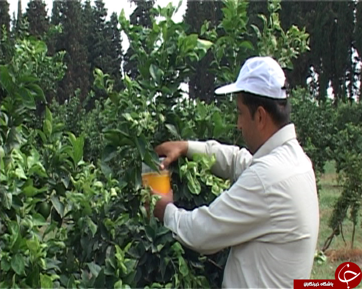 حشره ای کوچک اما ویرانگر