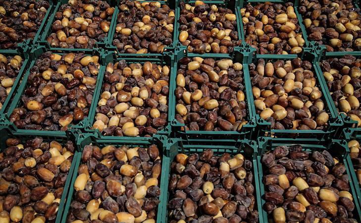 برداشت بیش از 35 هزار تن رطب