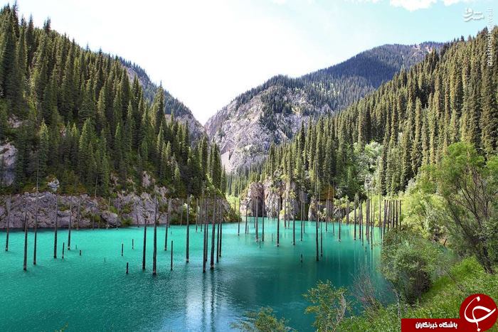 عکس/ جنگلی در زیر آب