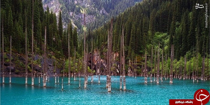 عکس/ جنگلی در زیر آب
