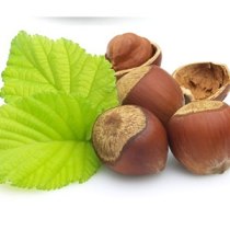 برگزاری دومین کارگاه آموزشی فندق در رودسر