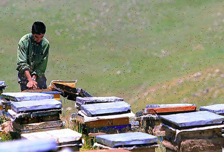برداشت عسل  از حدود 30 هزار کلونی درشهرستان تویسرکان