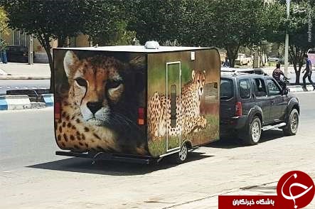 بتکار محیط&zwnj;بان طبسی برای حفاظت از یوز ایرانی +عکس