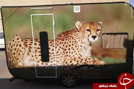 بتکار محیط&zwnj;بان طبسی برای حفاظت از یوز ایرانی +عکس