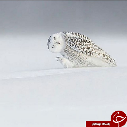 شگفتی های طبیعت به روایت نشنال جئوگرافی +10 عکس