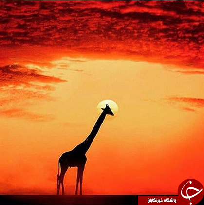 شگفتی های طبیعت به روایت نشنال جئوگرافی +10 عکس
