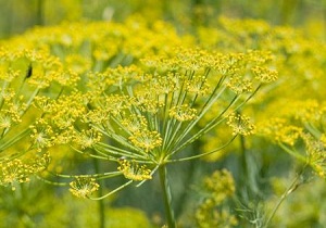طرح احیای کشت باریجه در مراتع استان سمنان اجرا می شود