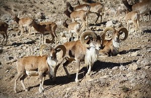 بازدید رایگان از گنجینه تنوع زیستی حفاظت شده خراسان جنوبی