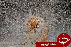 تصاویر منتخب نشنال جئوگرافیک+ 10 عکس