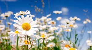بابونه گلستان سرشار از فایده