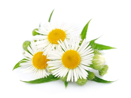 بابونه گلستان سرشار از فایده