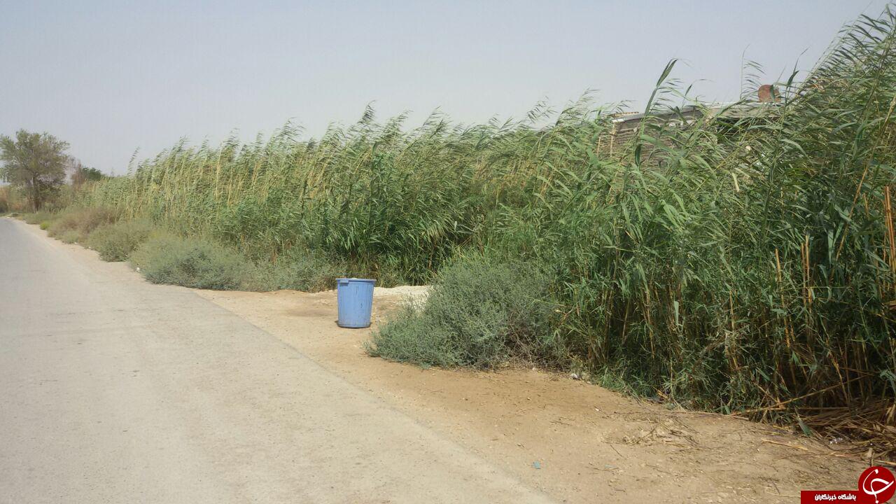 خانه&zwnj;هایی در وسط نیزار + تصاویر