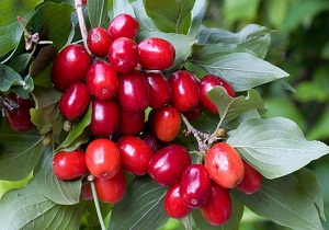 هیر میزبان جشنواره زغال اخته