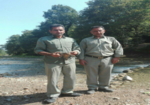 رهاسازی یک مرغابی خوتکا در طبیعت
