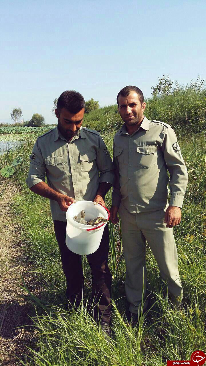کشف 20 قطعه پرنده تاکسیدرمی شده
