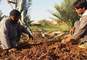 آغاز برداشت روناس از مزارع خور و بیابانک
