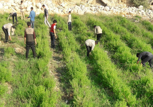 اردوی جهادی یک روزه در شلمزار