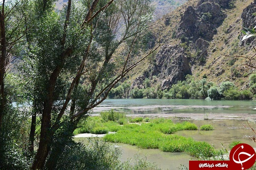مارمیشو نامی آشنا در طبیعت ارومیه + تصاویر