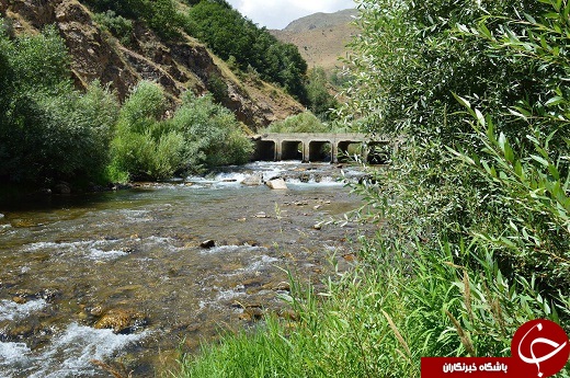 مارمیشو نامی آشنا در طبیعت ارومیه + تصاویر