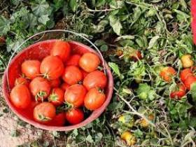 پیش بینی برداشت بیش از 4 هزار تن گوجه فرنگی از مزارع خرم دره