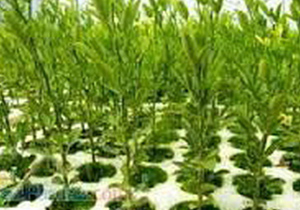 بهره برداری از باغ مادری اصفهان