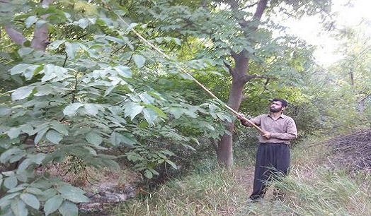 آغاز برداشت گردو از باغات سنندج + تصاویر