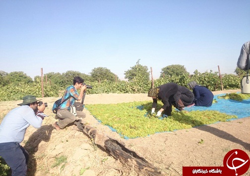 بارگاههای انگور تاکستان سوژه عکاسان