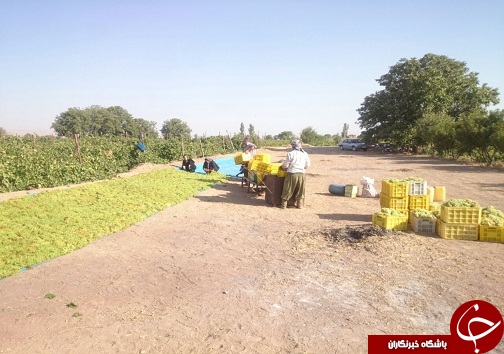 بارگاههای انگور تاکستان سوژه عکاسان