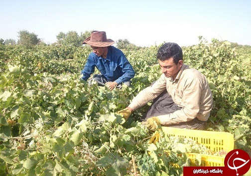 بارگاههای انگور تاکستان سوژه عکاسان