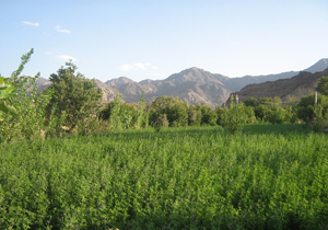 دریجان روستای خوش آب وهوا در دل کوهستان