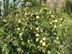 آغاز برداشت زیتون در گلستان