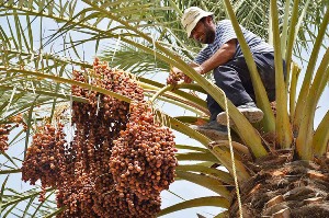پیش بینی تولید 8 هزار تن خرما در ماهشهر