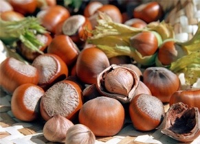 آغاز برداشت فندق در آستارا
