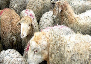 پیش بینی 15مکان های عرضه و ذبح بهداشتی دام در شیراز