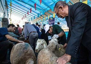 نظارت پنج تیم بهداشتی روز عید قربان بر کشتار دام در بروجرد