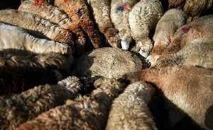 ۲۰۰ غرفه عرضه دام زنده برای عید قربان در رشت
