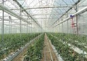 استقرار شهرک گلخانه ای کشاورزی گامی در جهت تولید پایدار محصول سالم