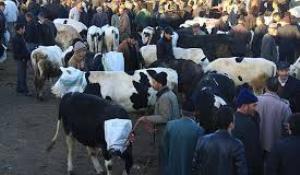 اعلام مکانهای تحت نظارت شبکه دامپزشکی برای خرید گوسفند قربانی در گلستان