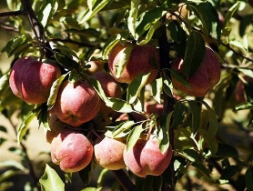 فرمون ها جایگزین سموم شیمیایی در کنترل آفات