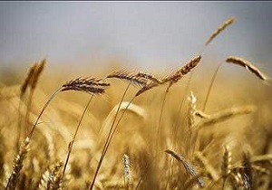 به اندازه مصرف 55ماه گندم در استان ذخیره شده است